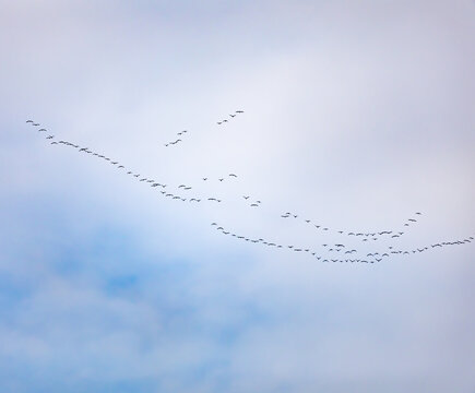 Distant birds fly in scattered V formation across pale sky
