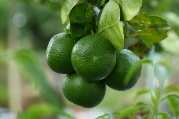 Obraz premium Green lime on a branch in the garden.