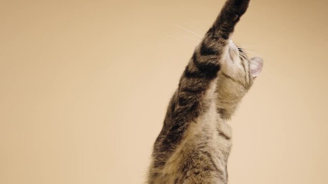 Cute striped kitten with green eyes curiously looking up. Adorable domestic cat playing, reaching with its paw and then disappearing