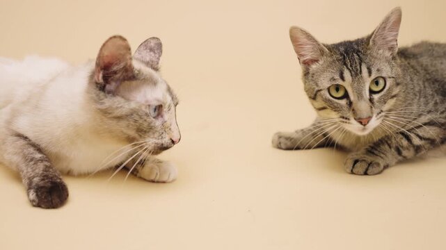 Two adorable domestic cats lying on a beige studio background. One light colored cat and one tabby cat looking curiously at each other