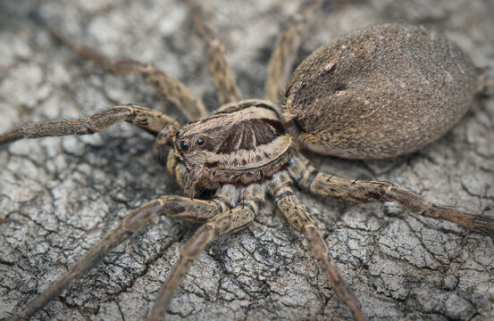 top view of a wolf spider
