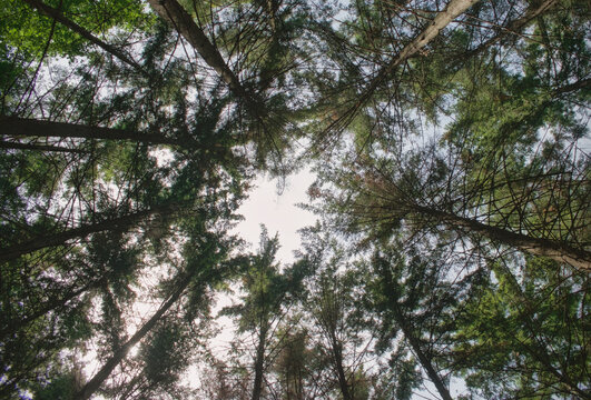 trees in the forest