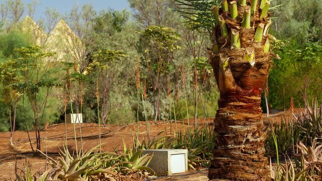Palestine sunbird (Cinnyris osea) perched among tall flowering plants in a landscaped garden in Jordan, framed by aloe, a palm trunk and dry-climate vegetation.