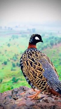 Black Francolin Bird Calling Perched on a Rock