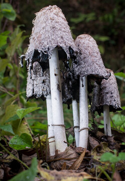 mushroom in the forest