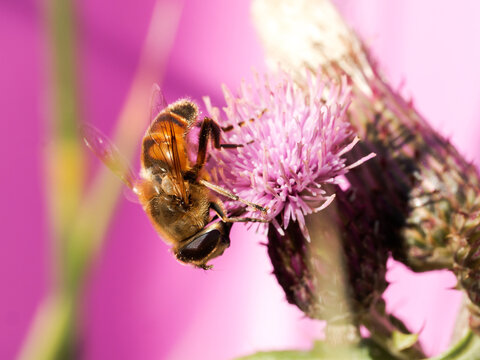 &Eacute;ristale tenace (Eristalis tenax) butinant un Chardon &agrave; p&eacute;doncules nus (Carduus defloratus) &agrave; Tignes dans les Alpes fran&ccedil;aises