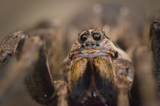 close up of a spider