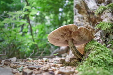 mushroom in the forest © Emi