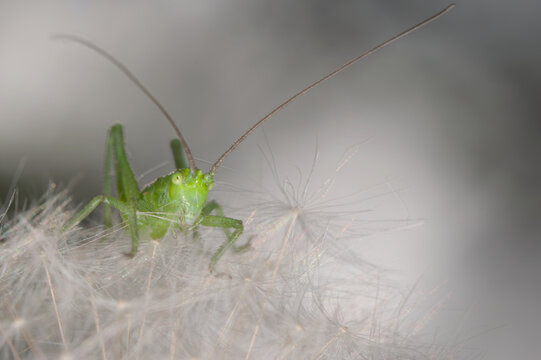 grasshopper on the grass