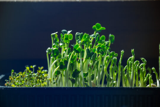 Fresh organic garden cress microgreens growing in black plastic tray container indoors for healthy vegan food production
