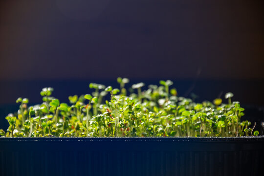 Fresh organic garden cress microgreens growing inside plastic tray under directional light for healthy nutrition and vegan cooking