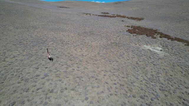 Aerial view of Tibetan wild ass running across arid plateau in Tibet