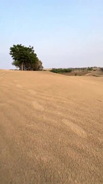 Scenic sand dune landscape with trees in the desert