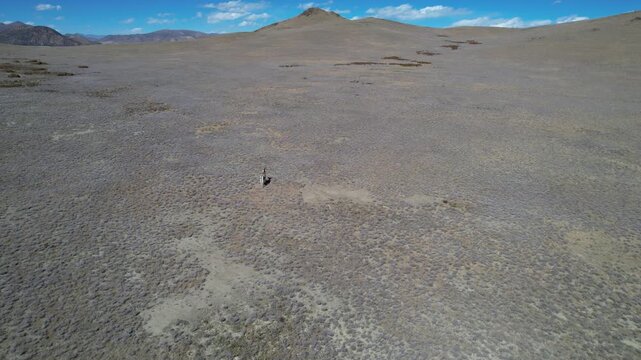Aerial view of Tibetan wild ass running across vast plateau desert