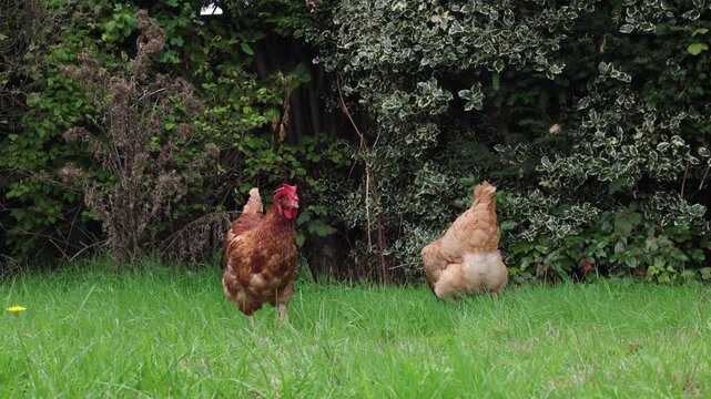 Ex Battery Hens foraging in a garden. UK