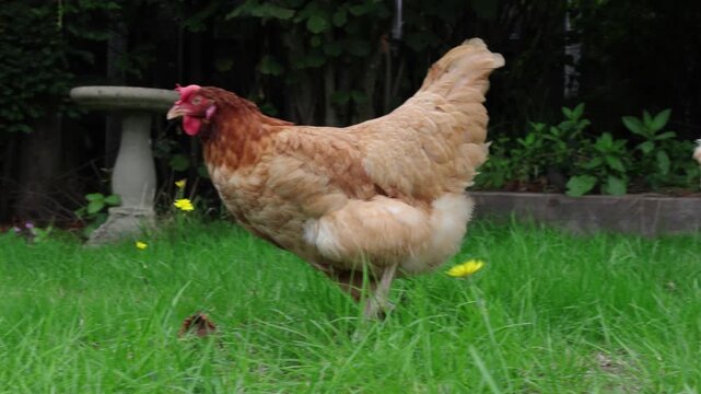 Ex Battery Hens enjoying their new life foraging in a garden. UK