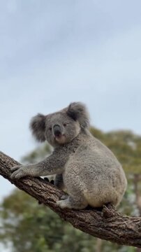 Cute koala resting on a eucalyptus tree branch