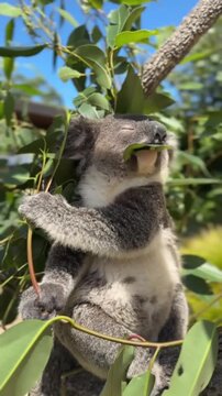 A cute wild koala eating eucalyptus leaves 