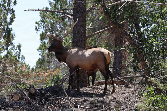 Bull Elk in the Spring Mountains National Recreation Area