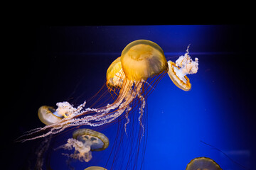 Jellyfish swim slowly in an aquarium under blue lighting in an indoor space © ir1ska