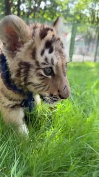 Adorable tiger cub sitting in the green grass at the zoo