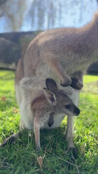A Cute Baby Joey Peeking Out From Its Mother Kangaroo Pouch