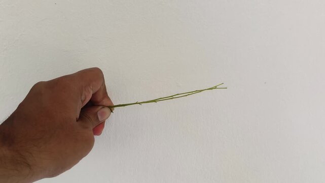 Hand holding and taking raw organic and fresh green curry leaves aromatic food seasoning and flavouring herbal leaf ingredient for cooking. Closeup side view.