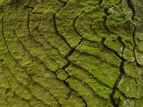 tree bark texture