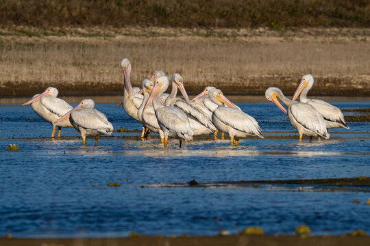 Picayune Strand Restoration Project 2026