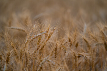 Golden wheat ears ripe in agricultural field detailed macro shot. © badescu