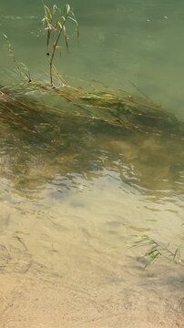 Clear River Water Flowing Over a Sandy Bottom with Submerged Aquatic Plants and Reeds