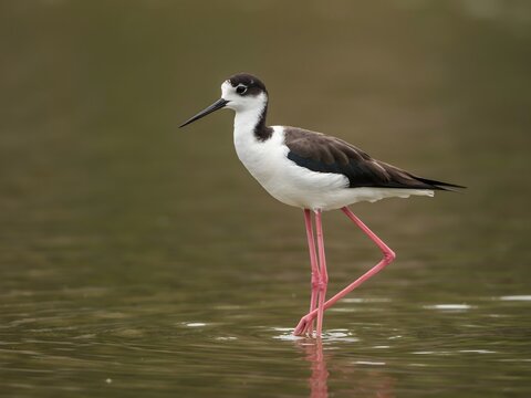 Black-winged Stilt wading bird in shallow water, wildlife photography