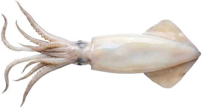 Fresh raw whole squid isolated on black background.