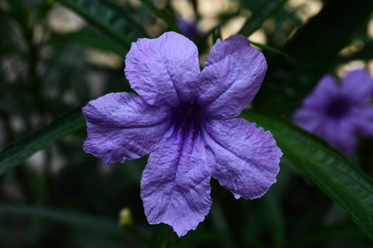 violet flower in the forest
