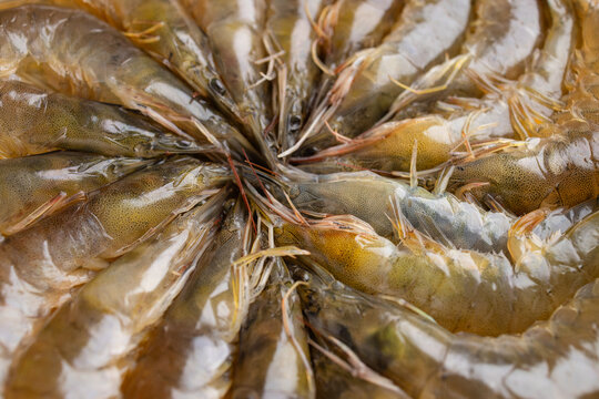 Fresh raw prawn arrangement close up