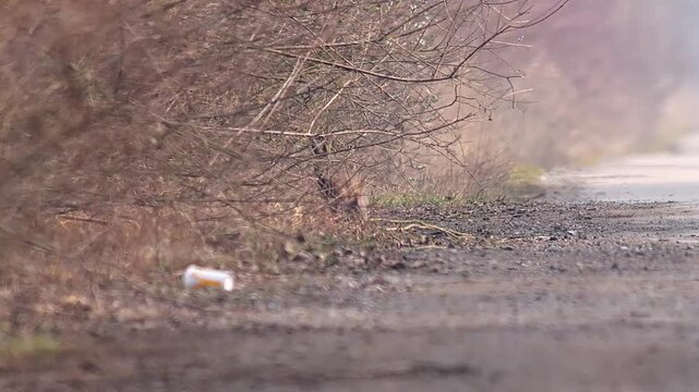 European Hare Foraging for Food in German Farmland at Golden Hour, Winter Wildlife, 4K Footage