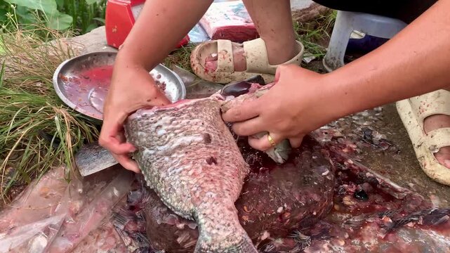 Commercial food footage showing hands of vendor descaling fresh fish with knife at outdoor traditional market in North Sumatera, Indonesia. Ideal background for culinary and seafood processing.