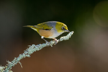 Fototapeta premium Close up of a silvereye or wax-eye (Zosterops lateralis), also known by its Māori name tauhou, which is a very small omnivorous passerine bird of the south-west Pacific. Recognized by its distinctive 