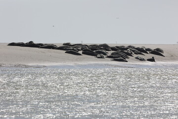 Vue d'une colonie de phoques veaux marins et de phoques gris en Baie d'Authie à Berck-sur-Mer en France. Spectacle naturel de mammifères marins se prélassant sur le sable chaud à marée basse.  © Xavier