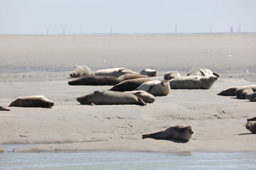 Vue d'une colonie de phoques veaux marins et de phoques gris en Baie d'Authie à Berck-sur-Mer en France. Spectacle naturel de mammifères marins se prélassant sur le sable chaud à marée basse.  © Xavier
