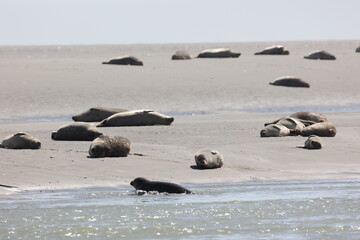 Vue d'une colonie de phoques veaux marins et de phoques gris en Baie d'Authie à Berck-sur-Mer en France. Spectacle naturel de mammifères marins se prélassant sur le sable chaud à marée basse.  © Xavier