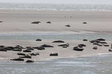 Vue d'une colonie de phoques veaux marins et de phoques gris en Baie d'Authie à Berck-sur-Mer en France. Spectacle naturel de mammifères marins se prélassant sur le sable chaud à marée basse.  © Xavier