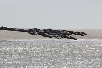Vue d'une colonie de phoques veaux marins et de phoques gris en Baie d'Authie à Berck-sur-Mer en France. Spectacle naturel de mammifères marins se prélassant sur le sable chaud à marée basse.  © Xavier