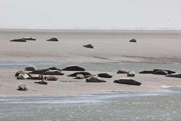 Vue d'une colonie de phoques veaux marins et de phoques gris en Baie d'Authie à Berck-sur-Mer en France. Spectacle naturel de mammifères marins se prélassant sur le sable chaud à marée basse.  © Xavier