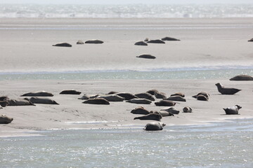 Vue d'une colonie de phoques veaux marins et de phoques gris en Baie d'Authie à Berck-sur-Mer en France. Spectacle naturel de mammifères marins se prélassant sur le sable chaud à marée basse.  © Xavier