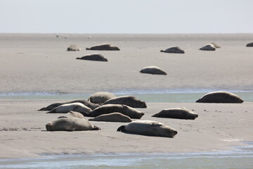 Vue d'une colonie de phoques veaux marins et de phoques gris en Baie d'Authie à Berck-sur-Mer en France. Spectacle naturel de mammifères marins se prélassant sur le sable chaud à marée basse.  © Xavier