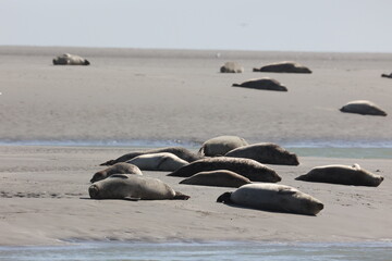 Vue d'une colonie de phoques veaux marins et de phoques gris en Baie d'Authie à Berck-sur-Mer en France. Spectacle naturel de mammifères marins se prélassant sur le sable chaud à marée basse.  © Xavier