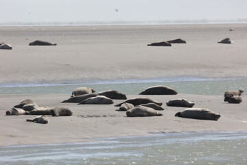 Vue d'une colonie de phoques veaux marins et de phoques gris en Baie d'Authie à Berck-sur-Mer en France. Spectacle naturel de mammifères marins se prélassant sur le sable chaud à marée basse.  © Xavier