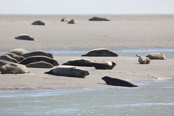 Vue d'une colonie de phoques veaux marins et de phoques gris en Baie d'Authie à Berck-sur-Mer en France. Spectacle naturel de mammifères marins se prélassant sur le sable chaud à marée basse.  © Xavier