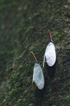 Lantern bugs in Mulu.